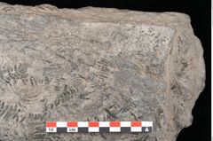 Foto (Detailansicht) von Gleichinites austriacus Ettingshausen (NHMW-GEO-2024-0188-10529)